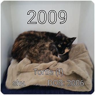Tortie (16552140)