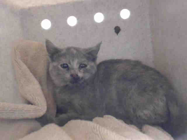 TRACY (A541677)
