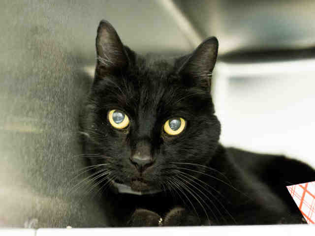 TRAVIS (A904092)
