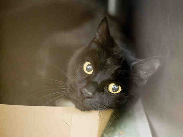 TRAVIS (A904092)