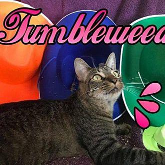 Tumbleweed (19917657)