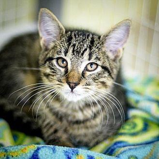 Tuna (20266170)