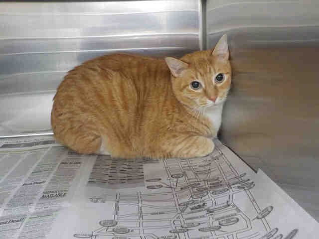 TURBO (A1937368)