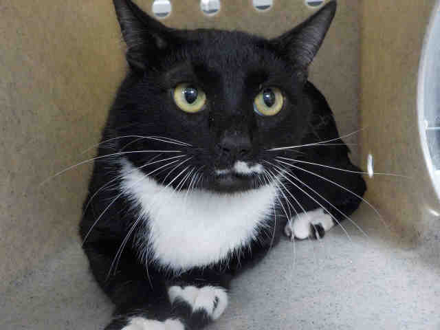 TUX (A1935584)
