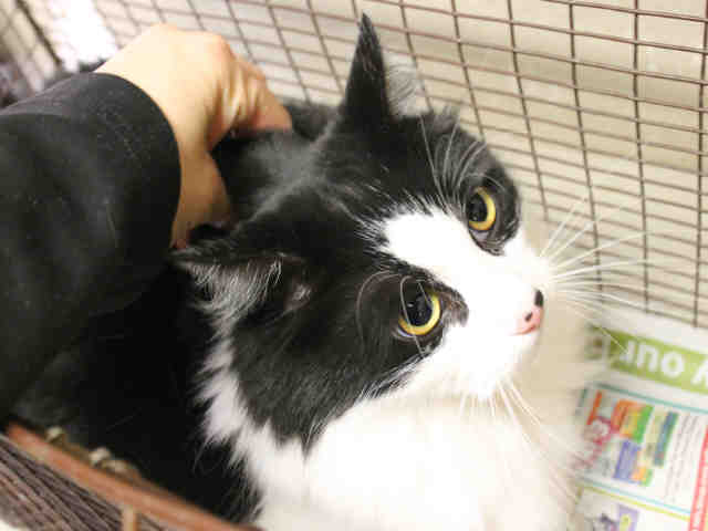 TUX (A401725)