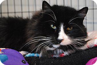 Tuxedo (15954271)