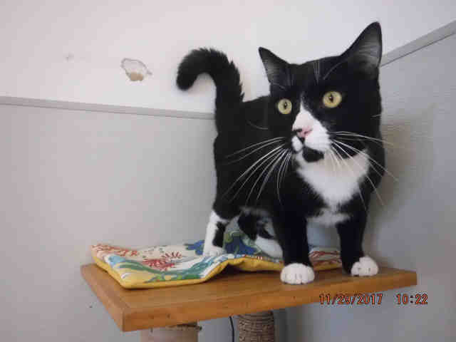 TUXEDO (A576421)