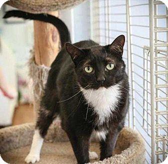 Tuxie (18695814)