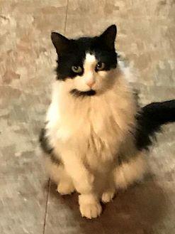 Tuxie (19964402)