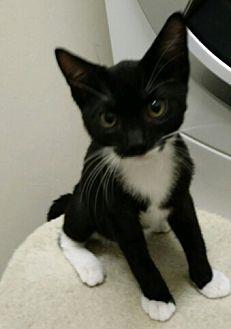 Tuxie (20010568)