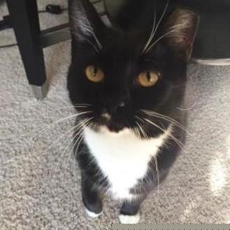 Tuxie (20187165)