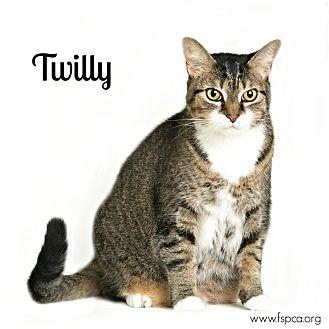Twilly (20302723)