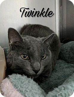 Twinkle (17887200)