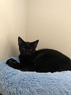 Tybalt (20369518)