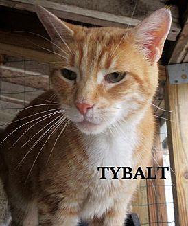 Tybalt (20396916)
