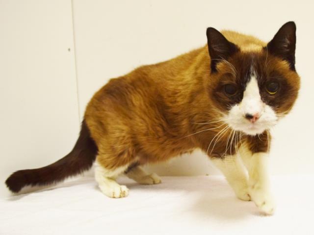 *TYLER (A729252)