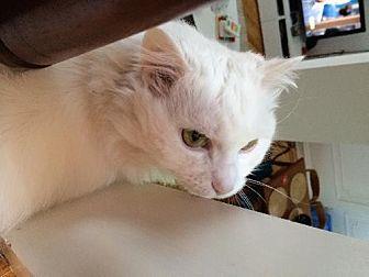 Unusual Whit (11212493)