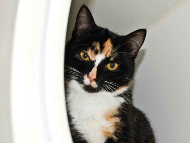 VELVET* (A243452)