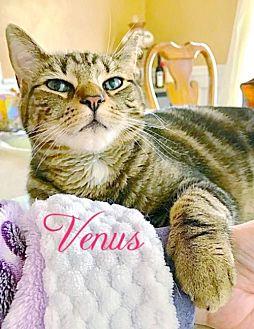 Venus (17533281)