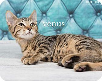 Venus (18730048)