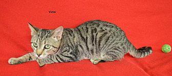 Victor (19244258)