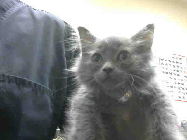 VIOLET* (A243905)
