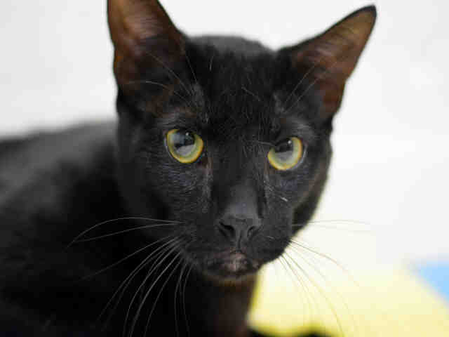 WALLIE (A1935199)