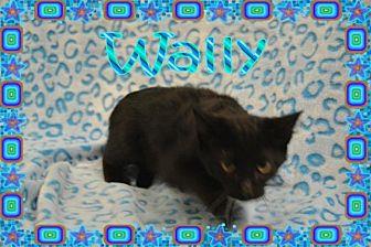 Wally (13847192)