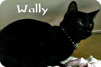 Wally (9732618)