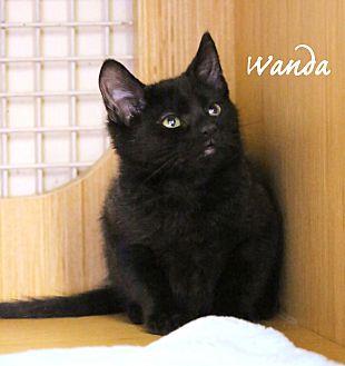 Wanda (20399245)