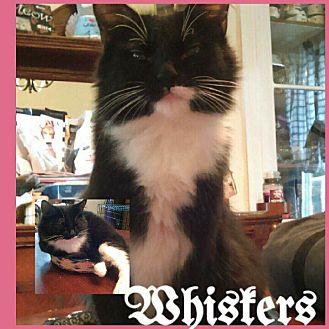 Whiskers (19898314)