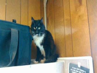 WHISKERS (20008873)