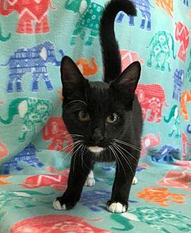 Whiskers (20315526)