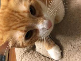 Whiskers (20318821)