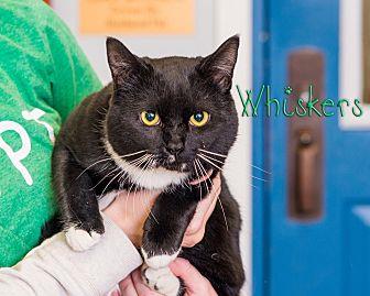 Whiskers (20495623)