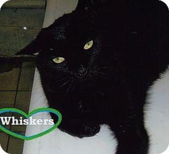 Whiskers (9243097)