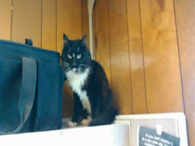 WHISKERS (A002448)