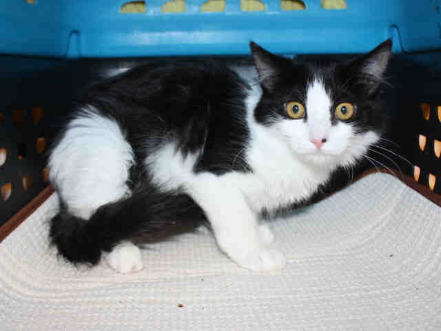 WILD CHILD (A117512)