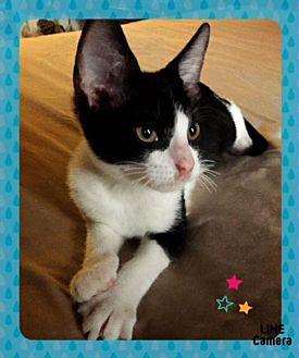 Wileykat – k (20284503)