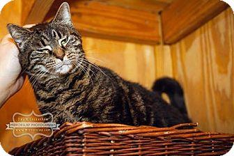 Willow-adopt (15277960)
