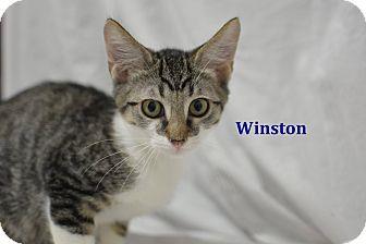 Winston (18826665)