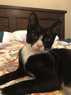 Wiskers (17810152)