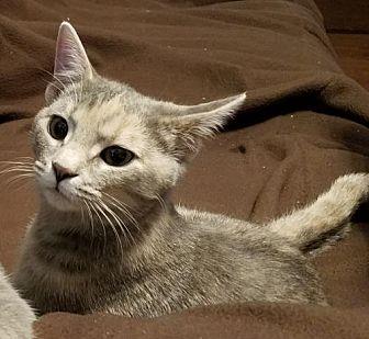 WV – Scruffy (18351186)