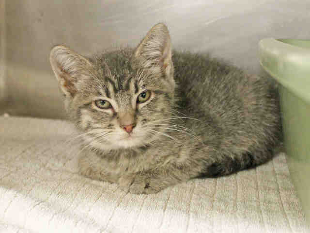 XANDER (A411027)