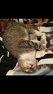 YellowFang (20076726)