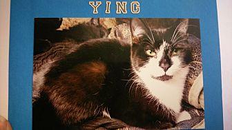 Ying (19396856)