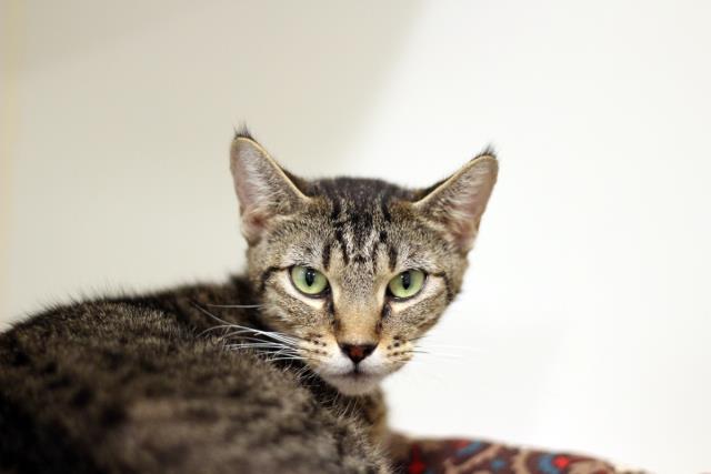 YOKO (A103352)