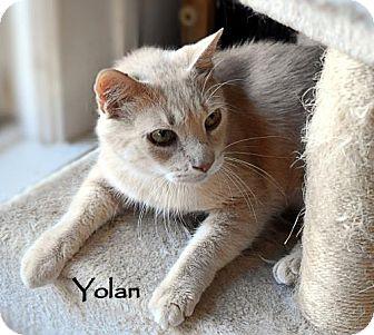 Yolan (18267657)