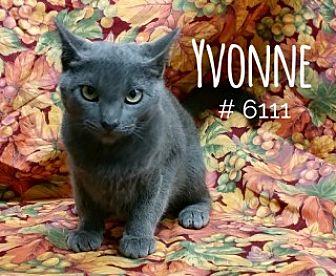 Yvonne (19603051)
