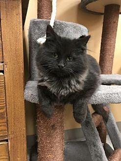 Zeke – adopt (20593998)